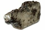 Free-Standing, Petoskey Stone (Fossil Coral) Section - Michigan #356983-1